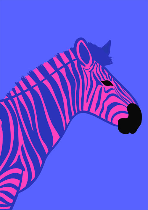 Zebra - Athene Fritsch