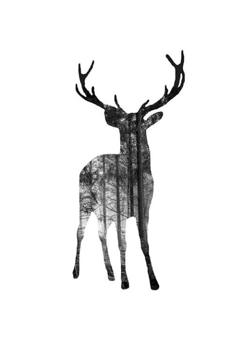 Deer in the woods - Claudia Talley