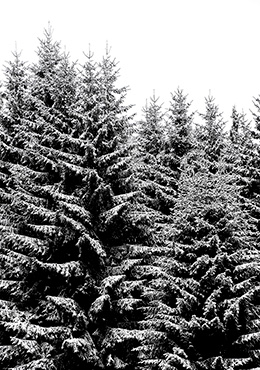 Snowy Christmas Trees - Studio Nahili