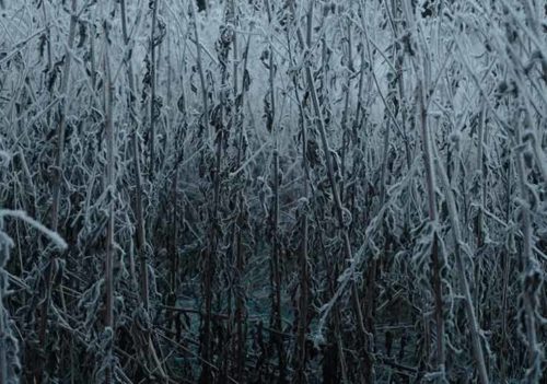Dark Frozen World - Amanda Petersen